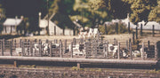 Cattle Dock