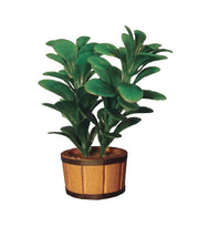 D2346 - Streets Ahead - Double Rubber Plant