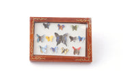 D799 Butterfly Display Box  1:12th Scale