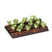Cauliflower Plants - Pack of 16