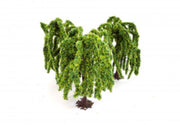 GM1823 Weeping Willow Trees (3)
