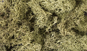 L161 Spring Green Lichen