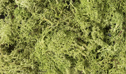 L162 Light Green Lichen