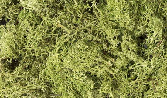 L162 Light Green Lichen