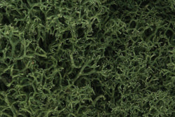 L163 Medium Green Lichen