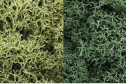 L167 Light Green Mix Lichen