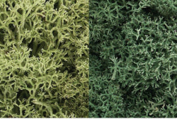 L167 Light Green Mix Lichen