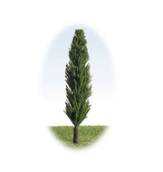 Poplar 25mm