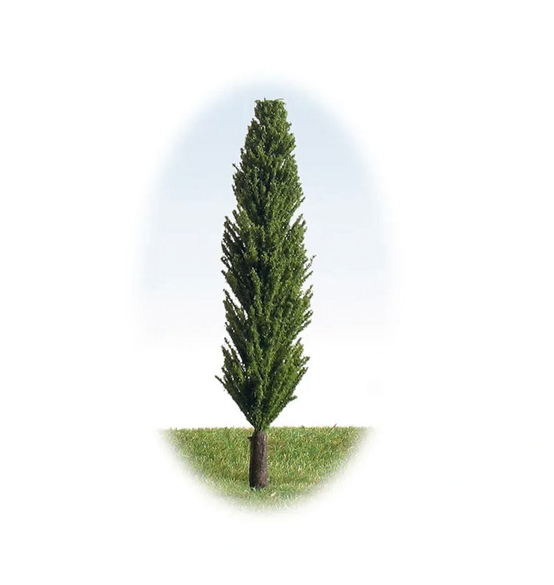 Poplar 25mm