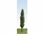 P90 - K&M Trees - Poplar 90mm