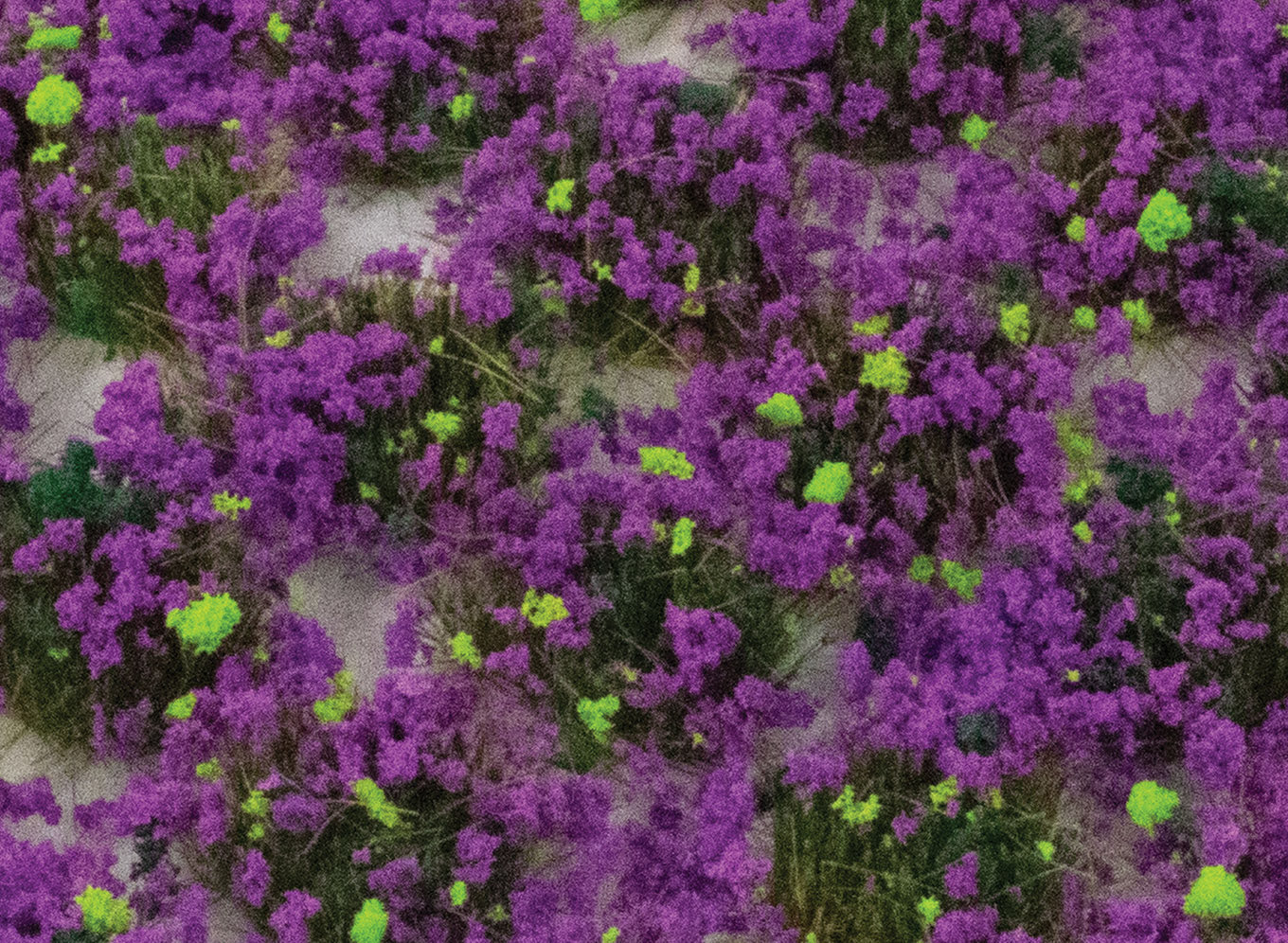 SGTHET06 - WWScenics 6mm Heather Static Grass Tufts x 100