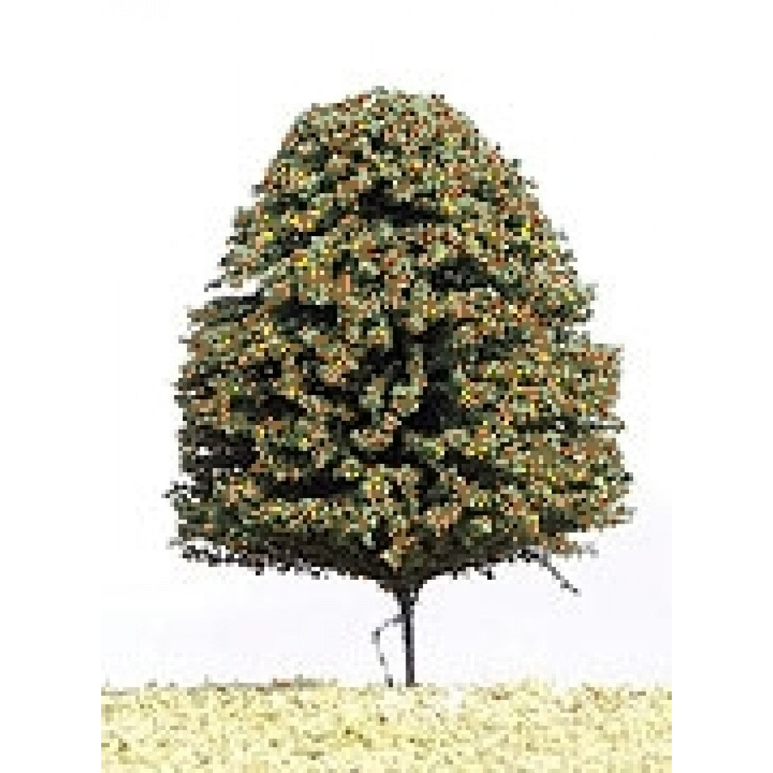 DCX70 - Tasma - Deciduous Autumn Trees 70mm (20)