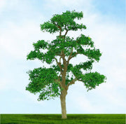 Elm Trees (N)