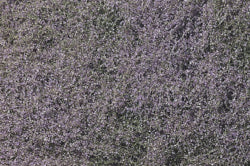 F177 Purple Flowering Foliage