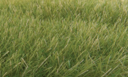 FS622 7mm Medium Green Static Grass