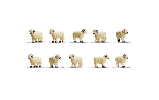 R7122 Sheep